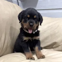 AKC Rottweiler puppy female, a female Rottweiler for sale in Brighton, CO – 7 of 10