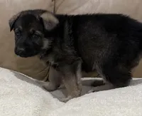 Danny, a male German Shepherd Dog for sale in Brighton, CO – Photo 4 of 6