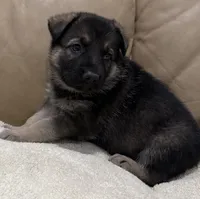 Danny, a male German Shepherd Dog for sale in Brighton, CO – Photo 3 of 6