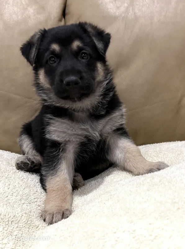 Danny – German Shepherd Dog puppy for sale in Brighton, CO