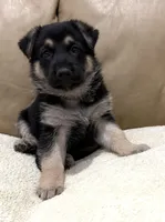 Danny, a male German Shepherd Dog for sale in Brighton, CO – Photo 6 of 6