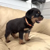 AKC Rottweiler puppy male, a male Rottweiler for sale in Brighton, CO – 10 of 10