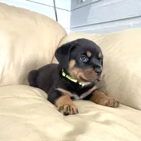 AKC Rottie pup male, a male Rottweiler for sale in Brighton, CO – 1 of 10