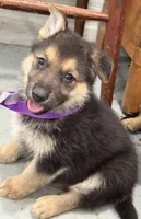 Hattie, a female German Shepherd Dog for sale in Denver, CO – Photo 1 of 3