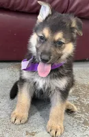 Hattie, a female German Shepherd Dog for sale in Denver, CO – Photo 3 of 3