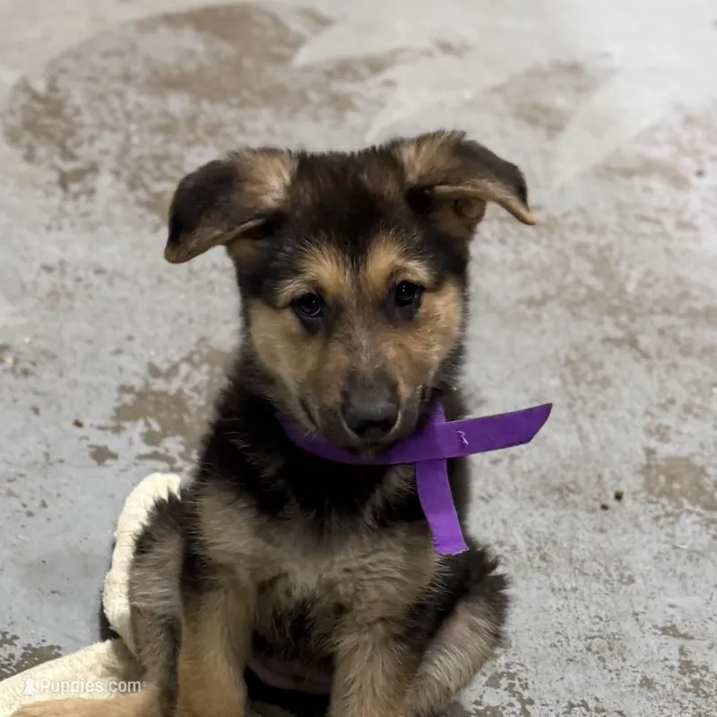 Hattie – German Shepherd Dog puppy for sale in Brighton, CO