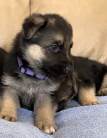 AKC German Shepherd puppy female, a female German Shepherd Dog for sale in Brighton, CO – Photo 2 of 2