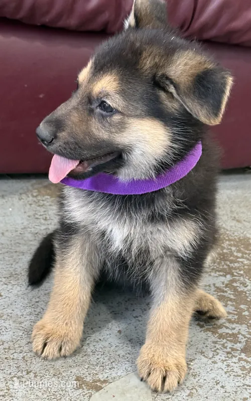 Hattie – German Shepherd Dog puppy for sale in Brighton, CO