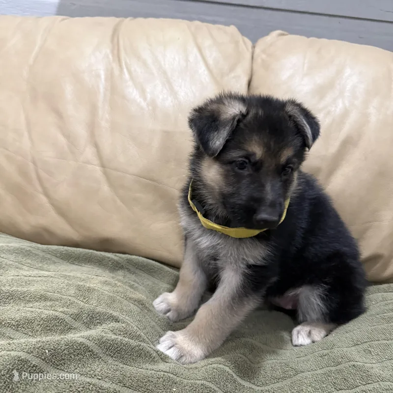AKC German Shepherd puppy female – German Shepherd Dog puppy for sale in Brighton, CO
