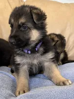 AKC German Shepherd puppy female, a female German Shepherd Dog for sale in Brighton, CO – Photo 1 of 2