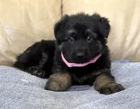 Tally, a female German Shepherd Dog for sale in Denver, CO – Photo 6 of 7