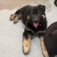 Tally, a female German Shepherd Dog for sale in Brighton, CO – Photo 2 of 10