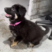 Tally, a female German Shepherd Dog for sale in Brighton, CO – Photo 8 of 10