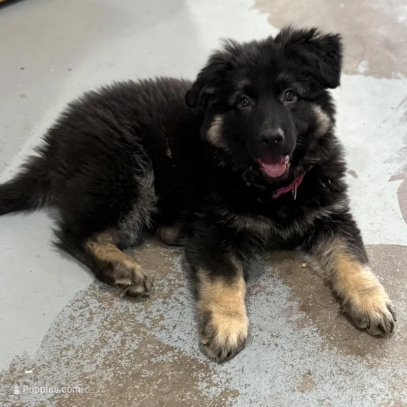 Tally – German Shepherd Dog puppy for sale in Brighton, CO