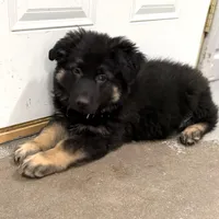 Tally, a female German Shepherd Dog for sale in Brighton, CO – Photo 7 of 10