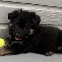 Tally, a female German Shepherd Dog for sale in Denver, CO – Photo 2 of 7