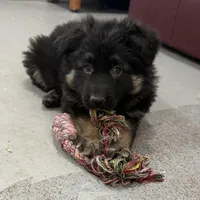 Tally, a female German Shepherd Dog for sale in Denver, CO – Photo 4 of 7