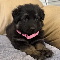 Tally, a female German Shepherd Dog for sale in Denver, CO – Photo 7 of 7