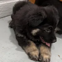 Tally, a female German Shepherd Dog for sale in Denver, CO – Photo 3 of 7