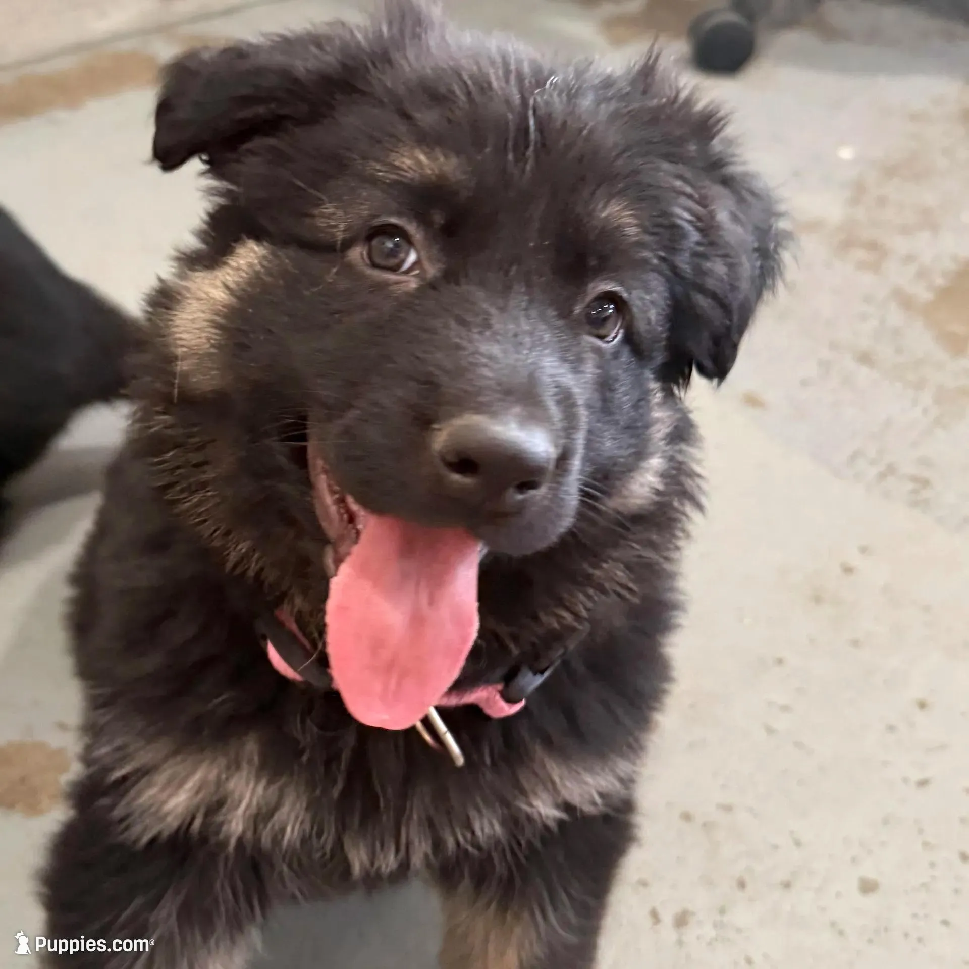 Tally, a female German Shepherd Dog for sale in Brighton, CO – Photo 6 of 10