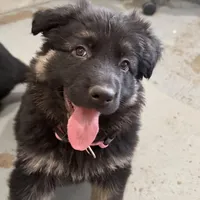 Tally, a female German Shepherd Dog for sale in Denver, CO – Photo 5 of 7