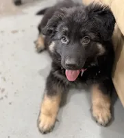 Tally, a female German Shepherd Dog for sale in Brighton, CO – Photo 4 of 10