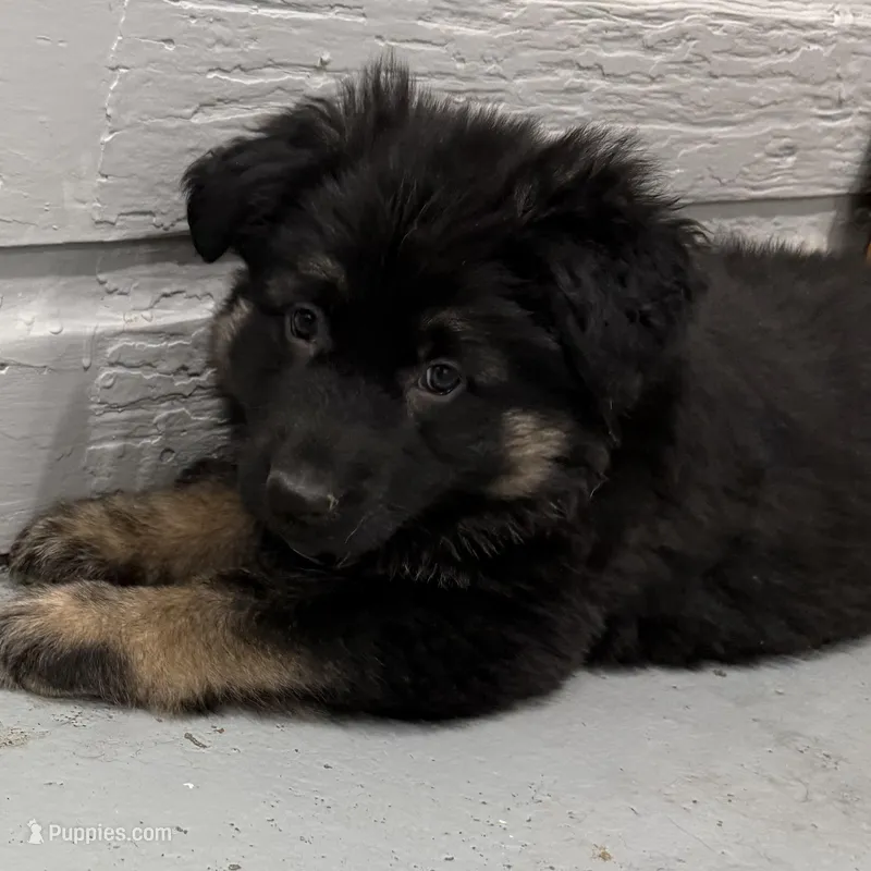 Tally – German Shepherd Dog puppy for sale in Denver, CO