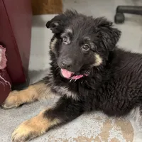 Tally, a female German Shepherd Dog for sale in Brighton, CO – Photo 3 of 10