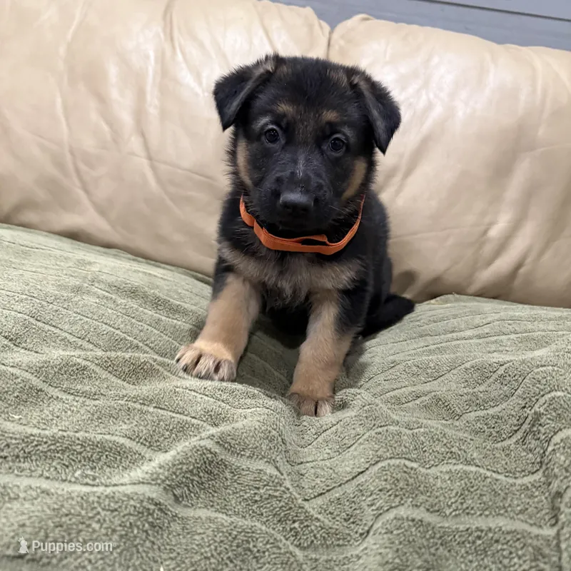 AKC German Shepherd puppy female – German Shepherd Dog puppy for sale in Brighton, CO