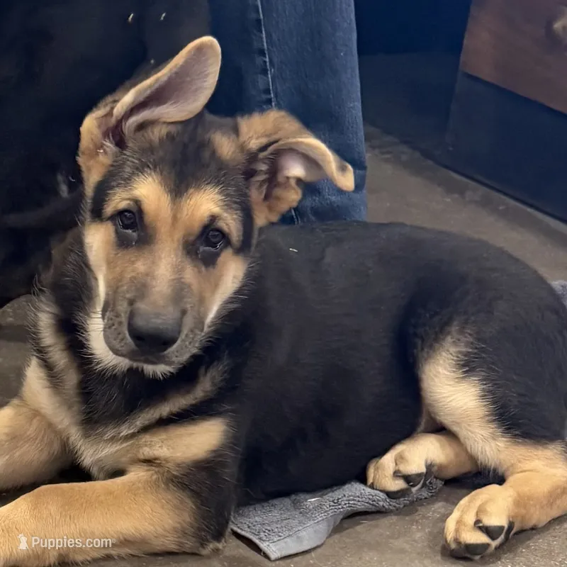 Tucker – German Shepherd Dog puppy for sale in Brighton, CO