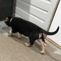 Harley, a male German Shepherd Dog for sale in Denver, CO – Photo 4 of 8