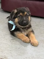 Harley, a male German Shepherd Dog for sale in Denver, CO – Photo 6 of 8
