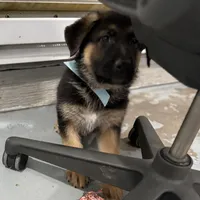 Harley, a male German Shepherd Dog for sale in Denver, CO – Photo 7 of 8