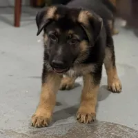 Harley, a male German Shepherd Dog for sale in Denver, CO – Photo 2 of 8