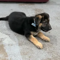 Harley, a male German Shepherd Dog for sale in Denver, CO – Photo 3 of 8
