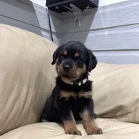 AKC Rottweiler puppy female, a female Rottweiler for sale in Brighton, CO – 6 of 10