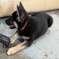 Tonya, a female German Shepherd Dog for sale in Brighton, CO – Photo 3 of 10