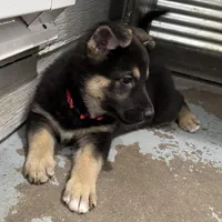 Tonya, a female German Shepherd Dog for sale in Denver, CO – Photo 5 of 6