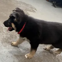 Tonya, a female German Shepherd Dog for sale in Denver, CO – Photo 4 of 6