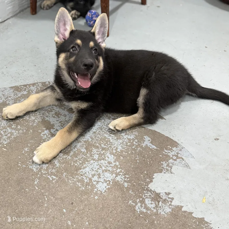 Tonya – German Shepherd Dog puppy for sale in Brighton, CO
