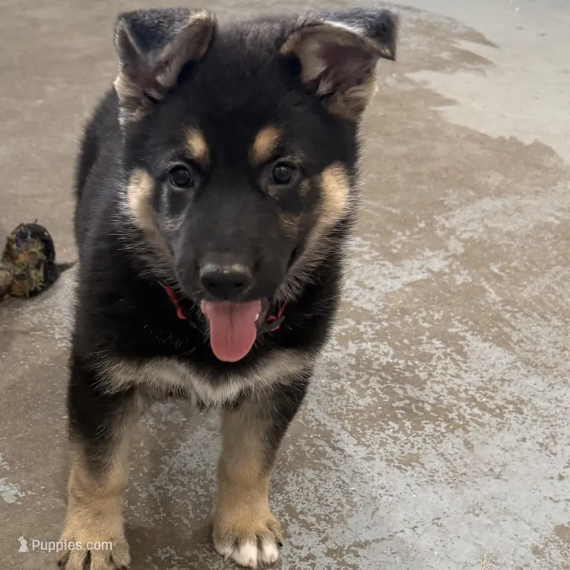 Tonya – German Shepherd Dog puppy for sale in Denver, CO