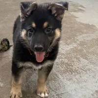 Tonya, a female German Shepherd Dog for sale in Denver, CO – Photo 1 of 6