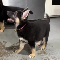 Tonya, a female German Shepherd Dog for sale in Brighton, CO – Photo 2 of 10