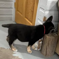 Tonya, a female German Shepherd Dog for sale in Brighton, CO – Photo 4 of 10