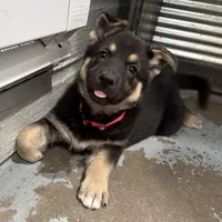 Tonya, a female German Shepherd Dog for sale in Denver, CO – Photo 6 of 6