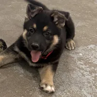 Tonya, a female German Shepherd Dog for sale in Denver, CO – Photo 2 of 6