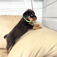 AKC Rottie pup male, a male Rottweiler for sale in Brighton, CO – 10 of 10