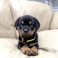 AKC Rottie pup female, a female Rottweiler for sale in Brighton, CO – 3 of 9