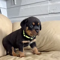 AKC Rottie pup male, a male Rottweiler for sale in Brighton, CO – 6 of 10