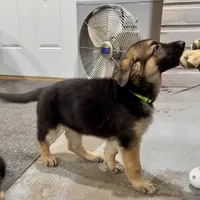 AKC German Shepherd puppy , a female German Shepherd Dog for sale in Brighton, CO – 3 of 10